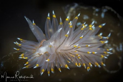 Light tips nudi ;-) by Mario Robillard 